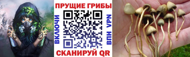 наркота  Севск  Галлюциногенные грибы Cubensis 